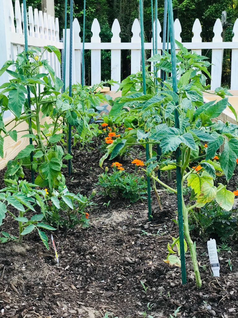 How to Start a Garden – For Beginners