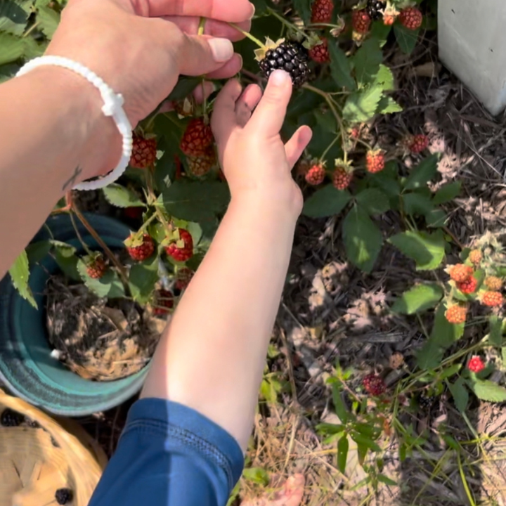 picking berries